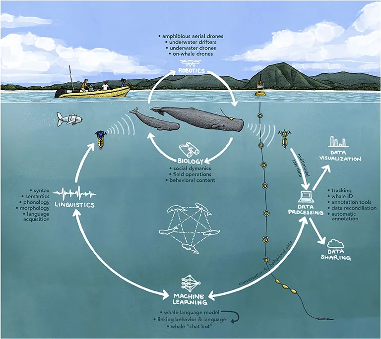 DeeLab, Audio Labeling, An approach to sperm whale communication that integrates biology, robotics, machine learning, and linguistics expertise, and comprise the following key steps