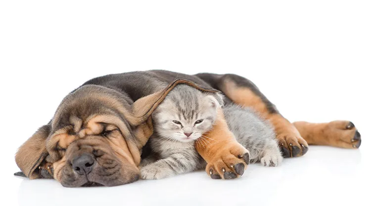 DeeLab, Machine Learning, Ground Truth, Sleeping bloodhound puppy embracing kitten. isolated on white background.