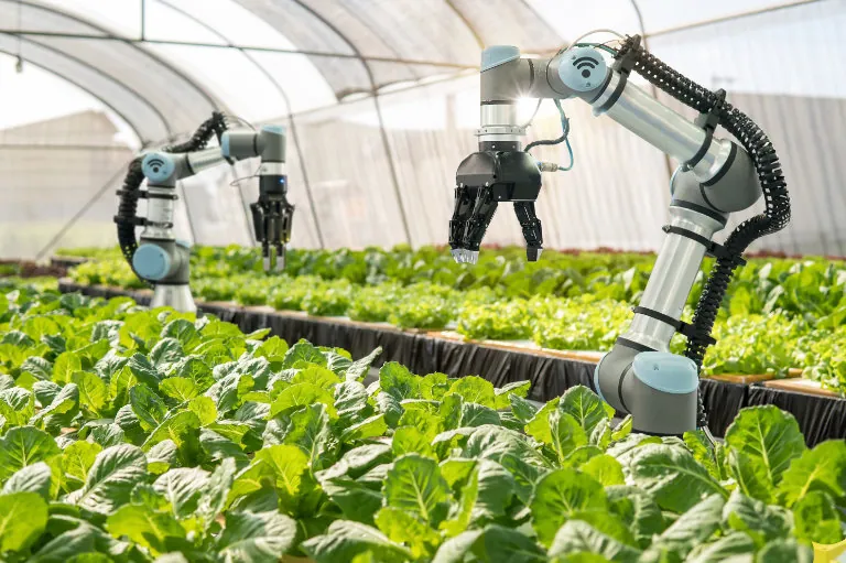 A robotic arm picks hydroponic lettuce inside a greenhouse, guided by annotated images and AI.