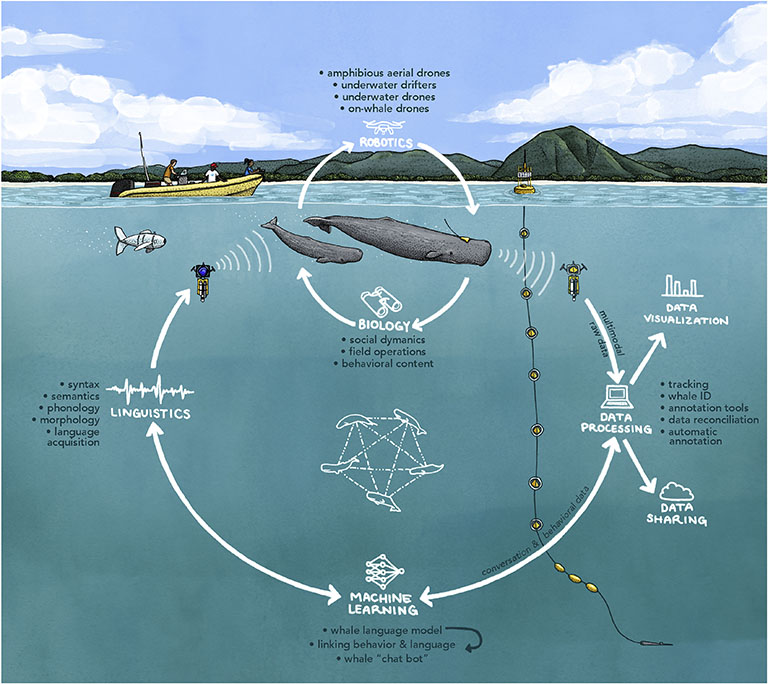 DeeLab, Audio Labeling, An approach to sperm whale communication that integrates biology, robotics, machine learning, and linguistics expertise, and comprise the following key steps