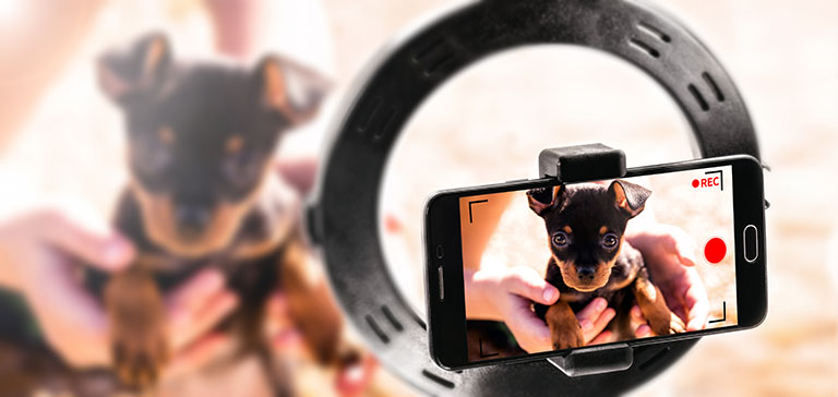 DeeLab, Video labeling, professional video made with smartphone, use cell phone to make high resolution videos, puppy video